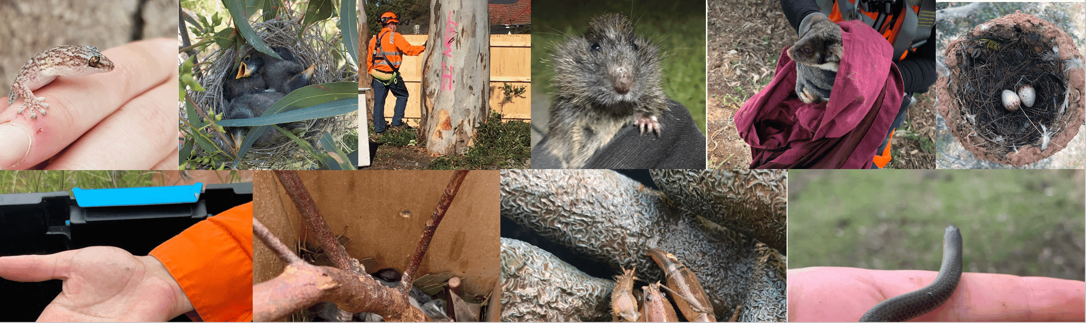 Fauna Salvage, Translocation & Surveys